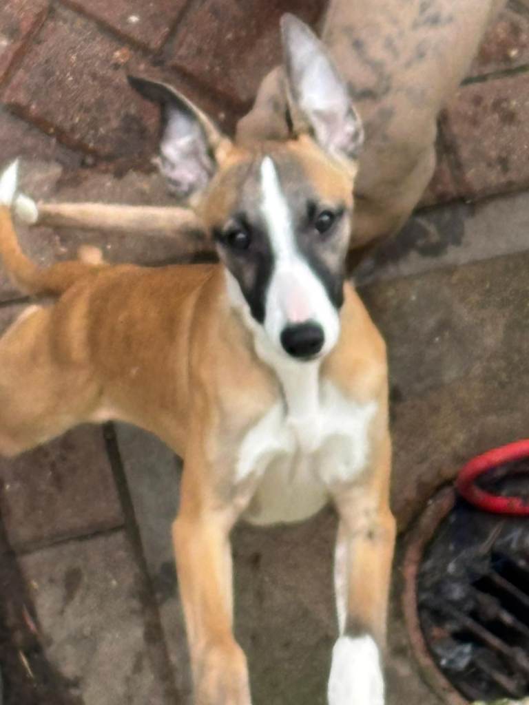 2 whippet boys looking for forever homes!!