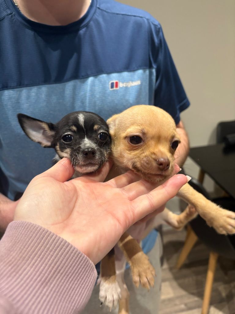 Chihuahua Puppies x 2 
