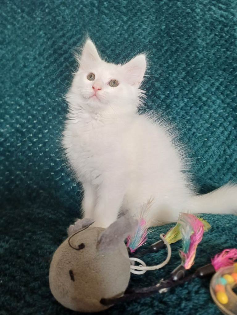 Adorable Long Haired Kittens