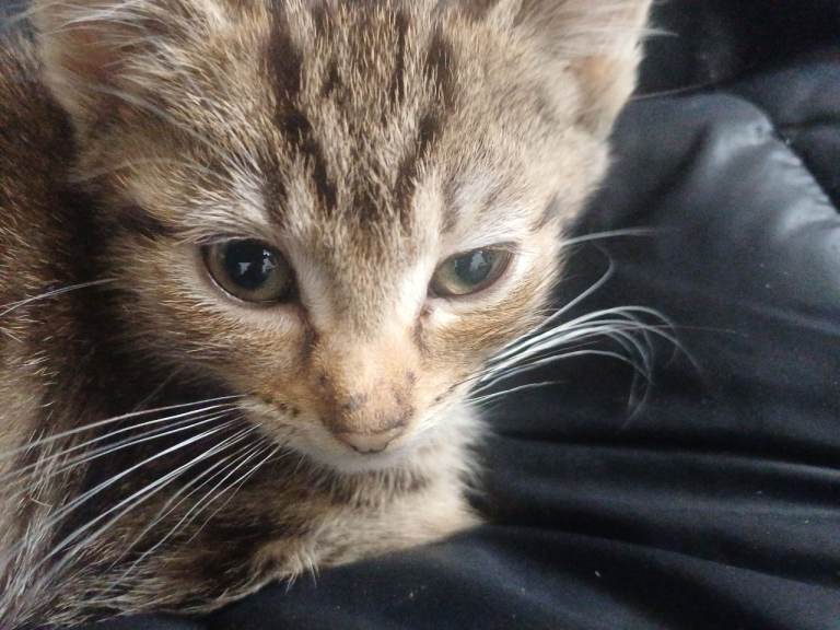 4 cats looking for new home