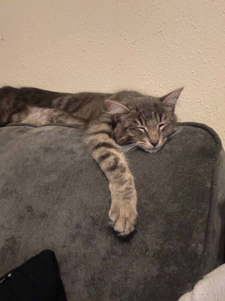Female cat 