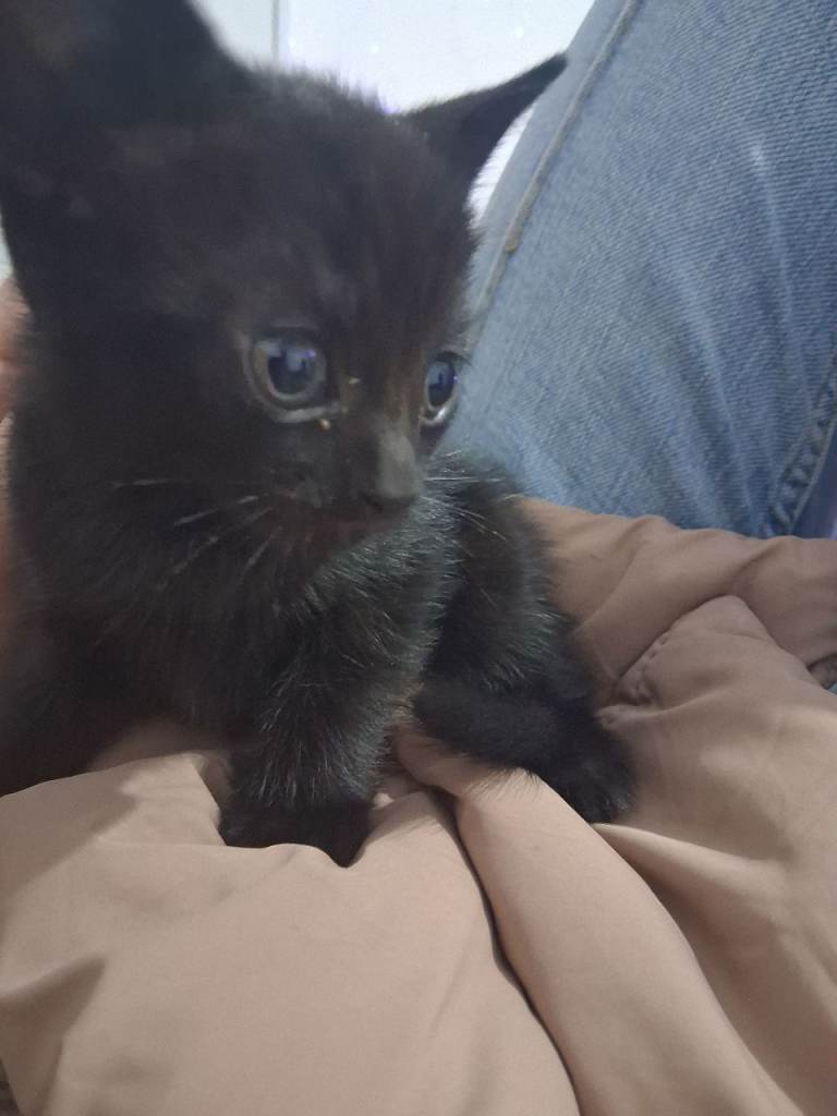 baby cats for adoption 💕