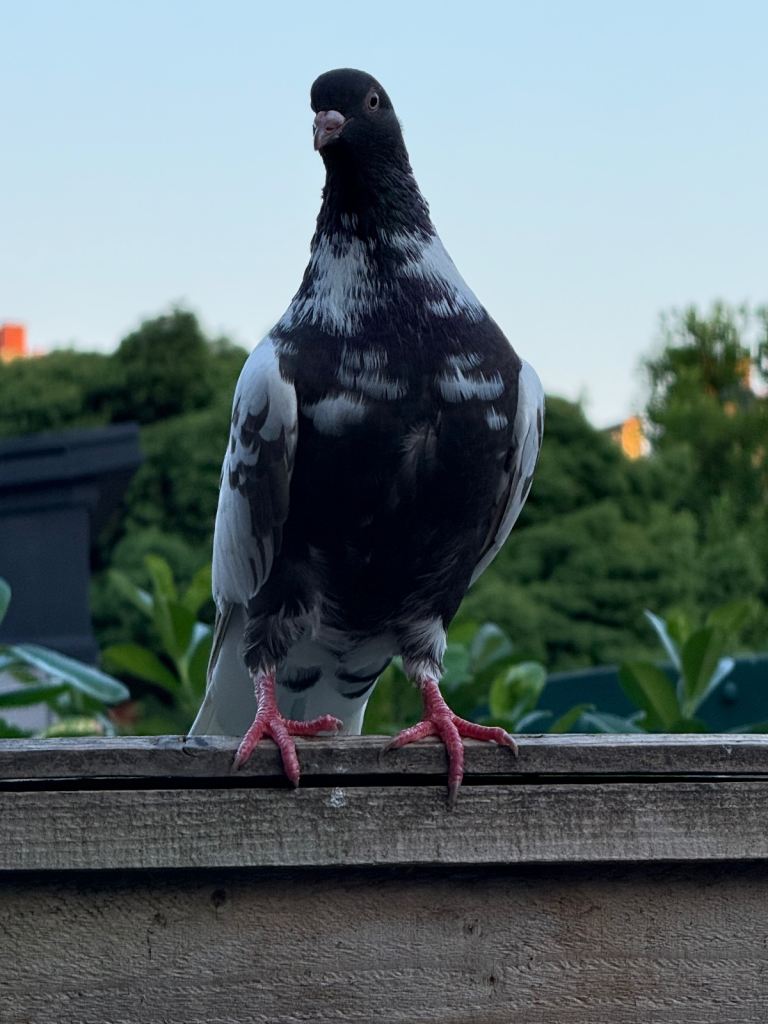 8 pigeons available for sale Nice and Clean urgent for sale all fly  