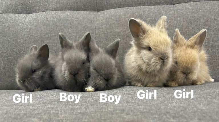 Adorable Lionhead Bunnies