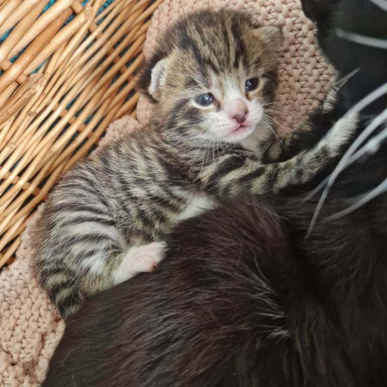 We have 7 gorgeous little kittens, whom are looking for their loving new family  x