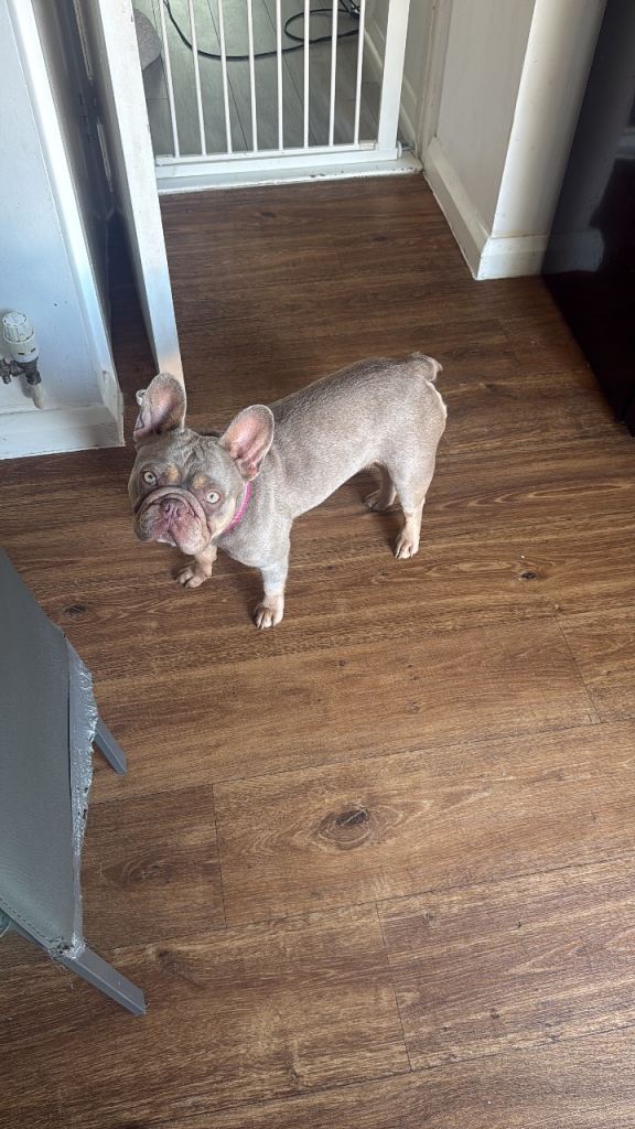 2 year old frenchie female