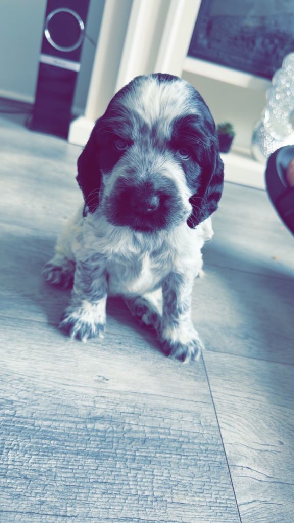Show cocker spaniel 