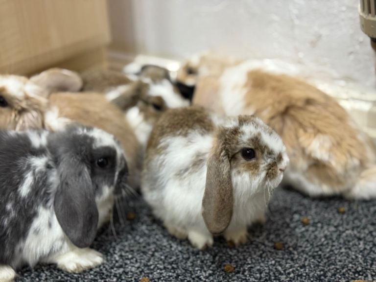 MINI LION LOP RABBITS