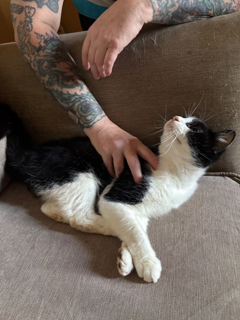 Cats