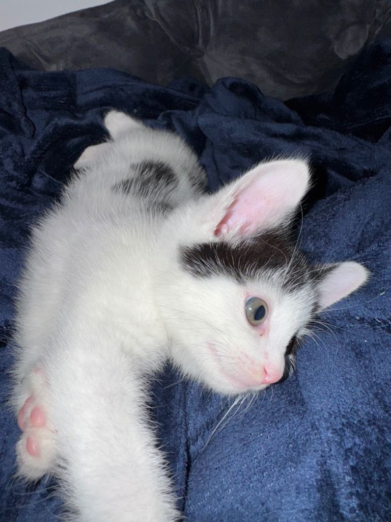 image for 10 weeks old kitten -Milo