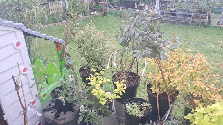 Garden plants cheap mature tall and bushy flowers hardy evergreen