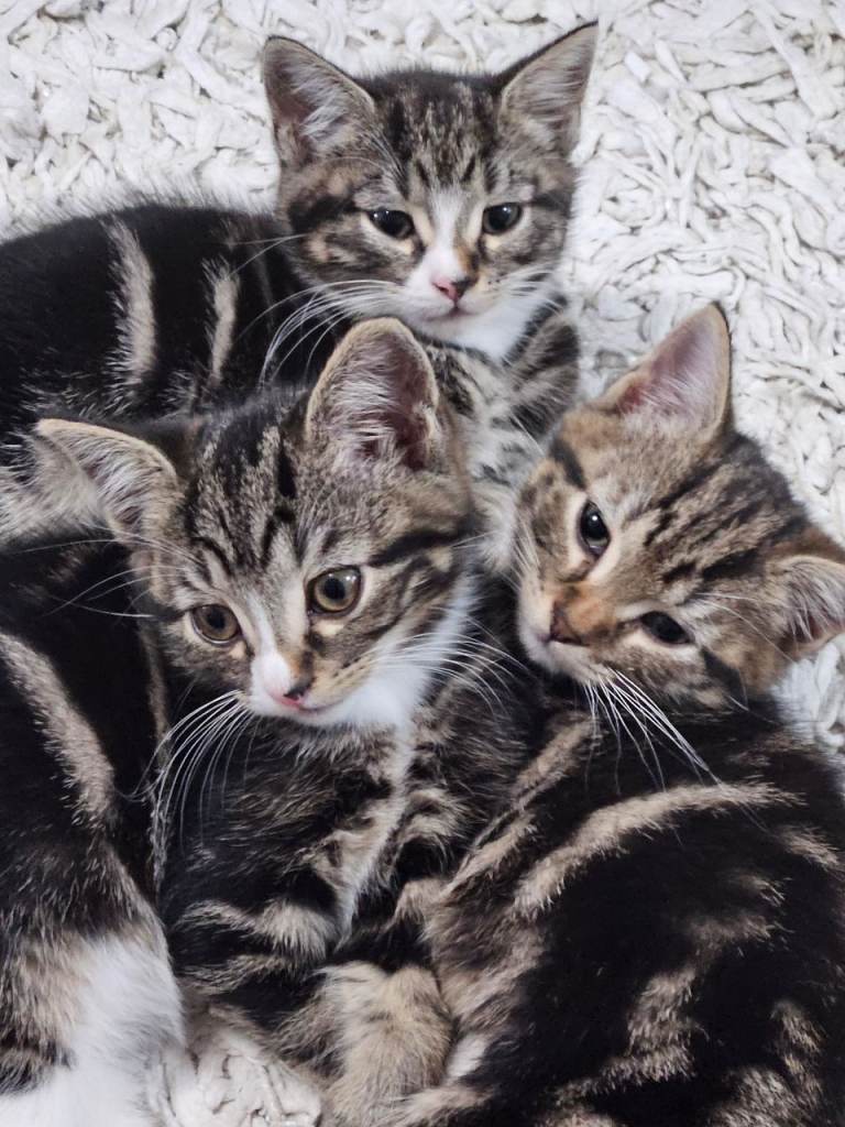 Beautiful fluffy kittens