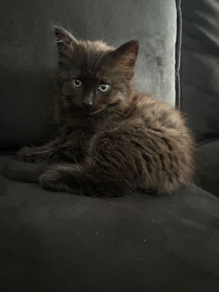 Baby kittens for sale