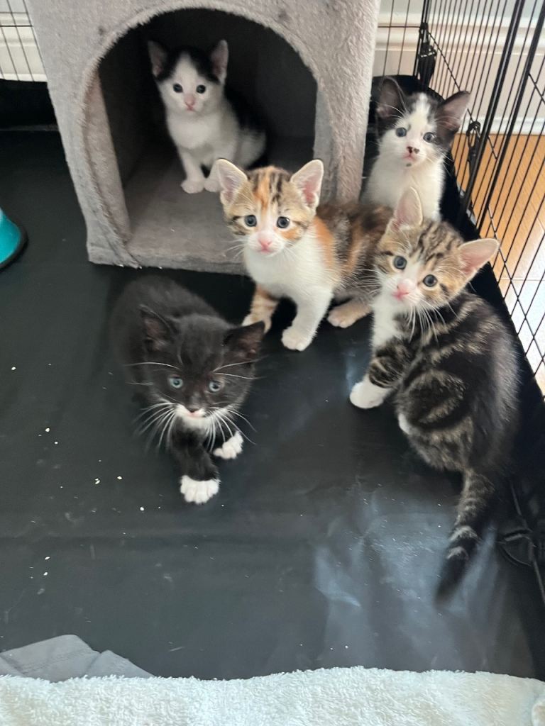 Adorable mixed breed kittens are looking for a new home 