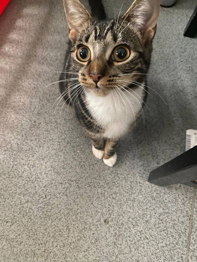 Cute tabby for loving home