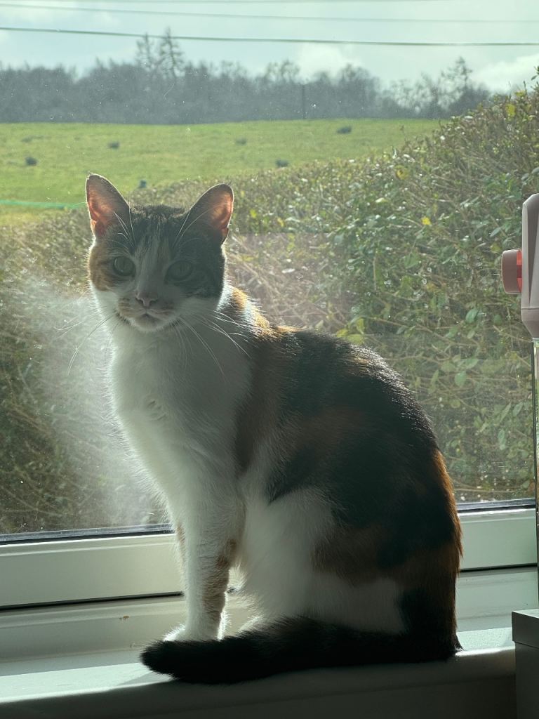 Cat for possible rehoming