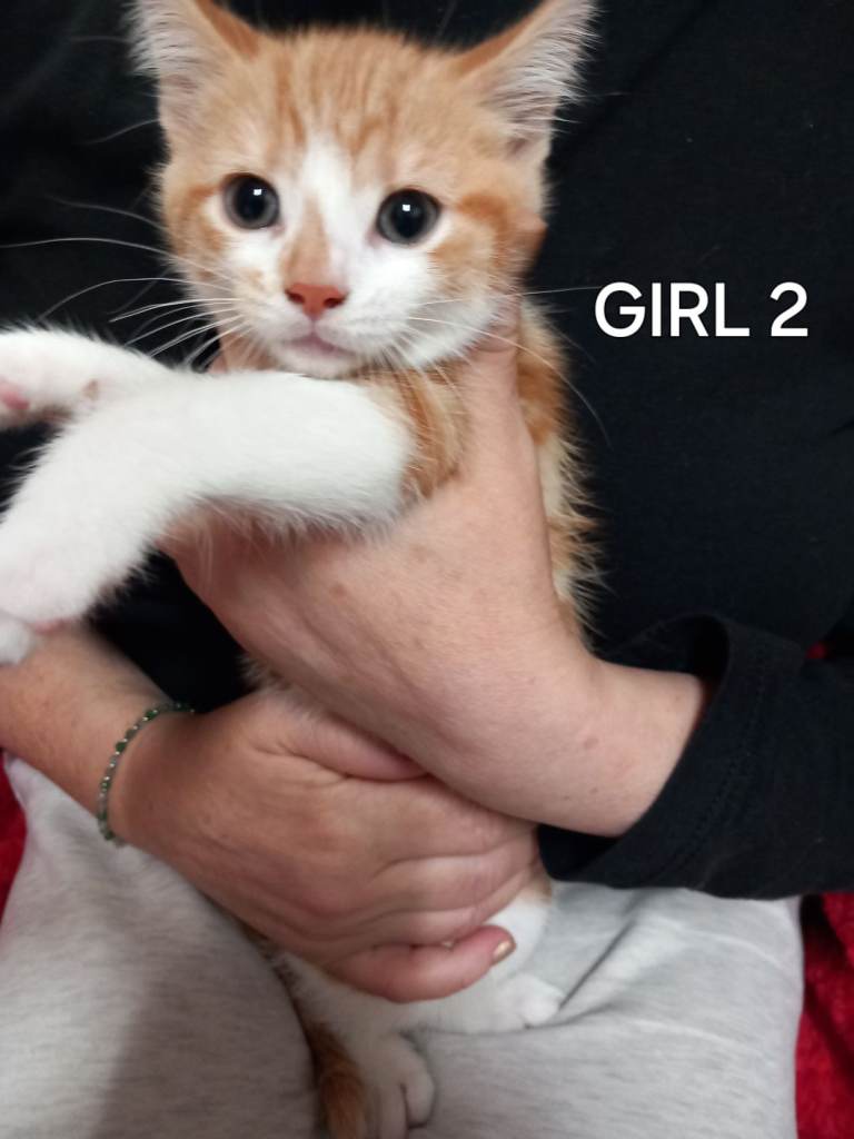 Kittens for sale 