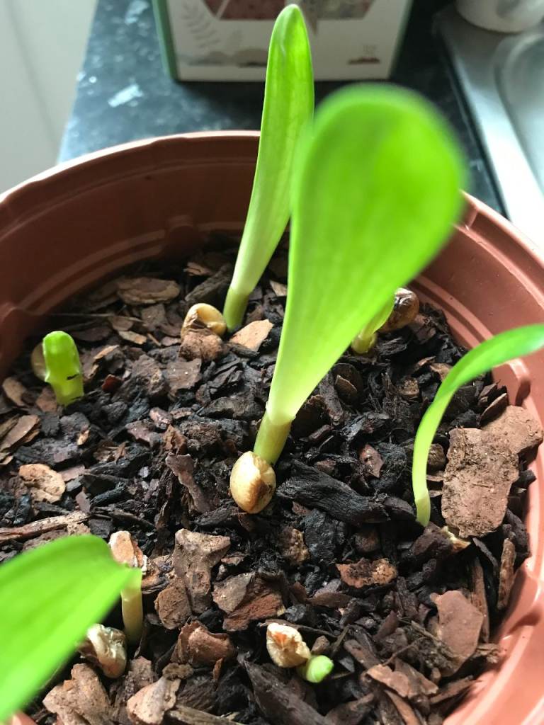 Clivia miniata house plants