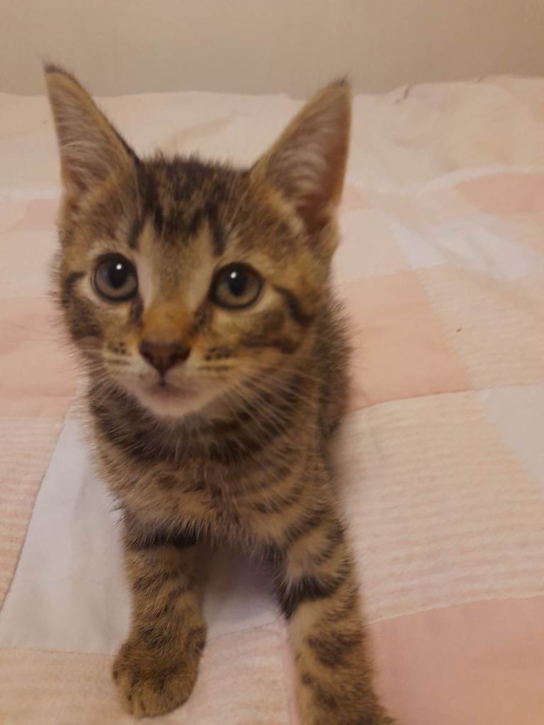 3 Beautiful kittens for Rehoming