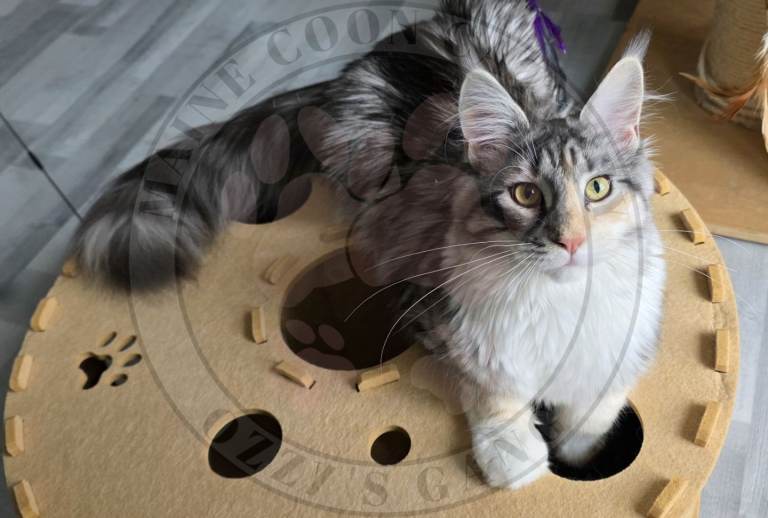 Pure breed Maine Coon girls