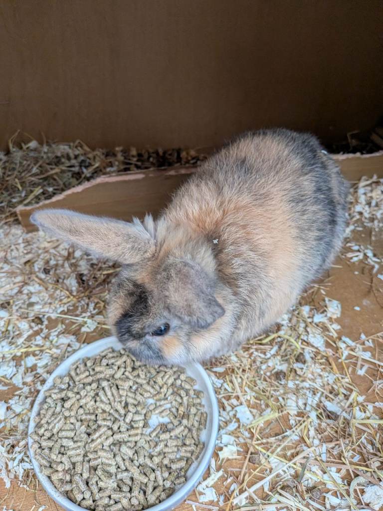 Dwarf Mini Lop Rabbits Male & Female 🐇🐰