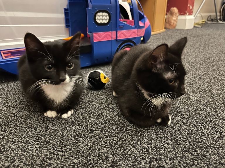 Beautiful baby Kittens 💞💞