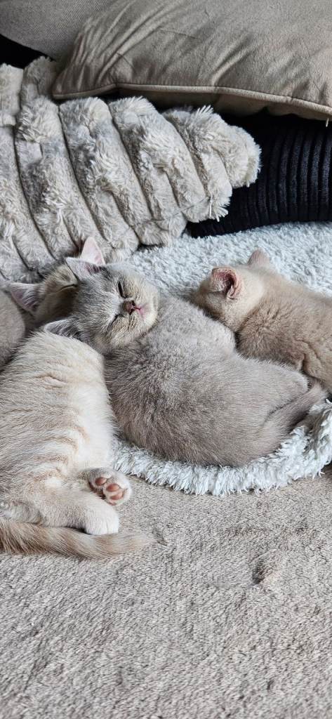 BSH kittens 