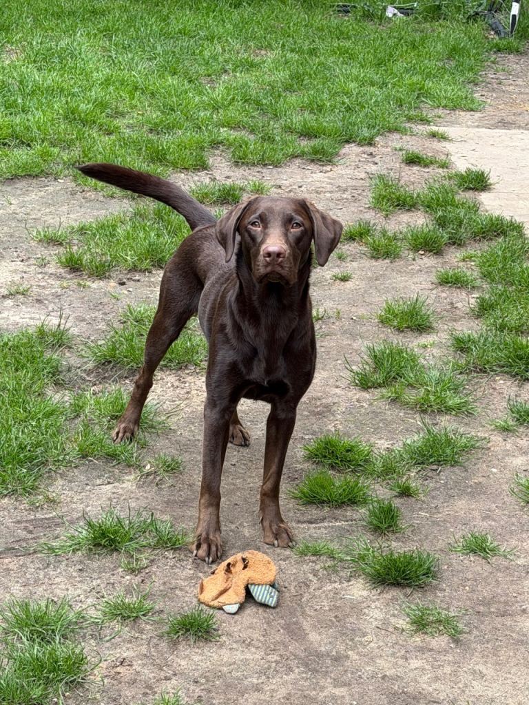 18 month old female chocolate Labrador 