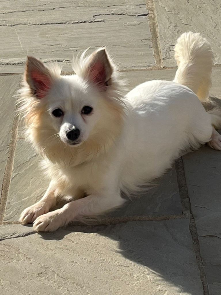 Chihuahua cross female dog