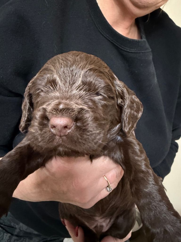 KC cocker spaniel puppies 