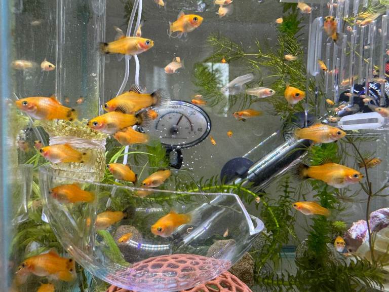 Beautiful small Platy, Guppy & Bristlenose Pleco – Rehoming from Hobby Tank