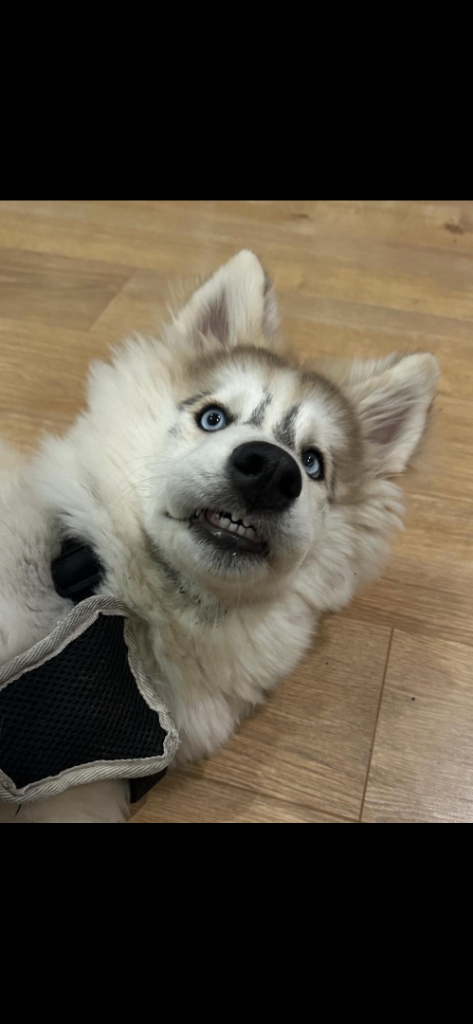 Siberian Husky (Jhaycho)