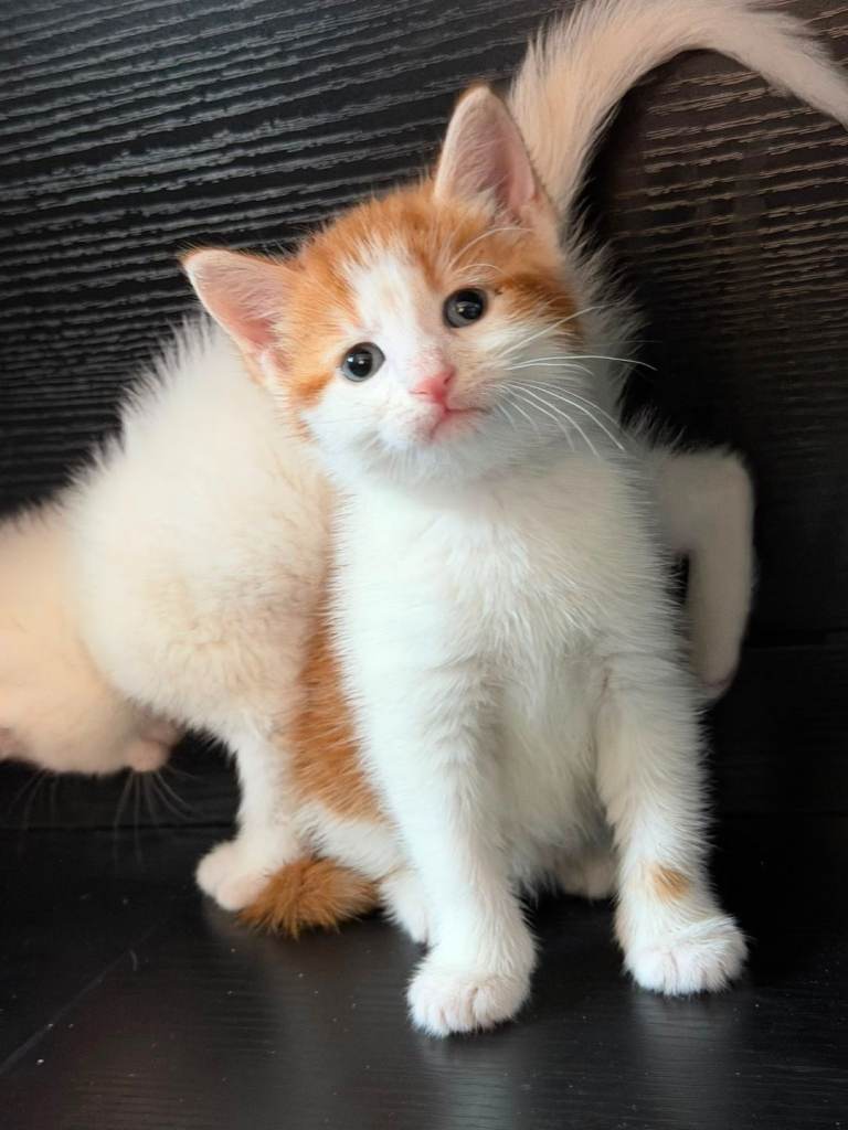 2 fluffy indoor male turkish angora kittens looking for their forever home