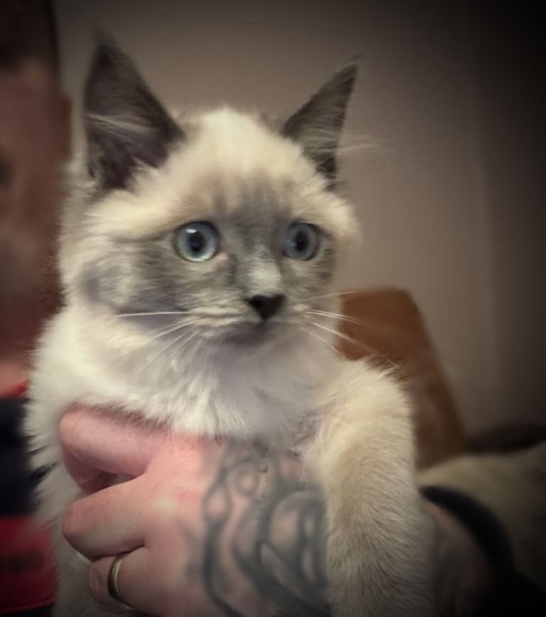 Pure Ragdoll female kitten for sale