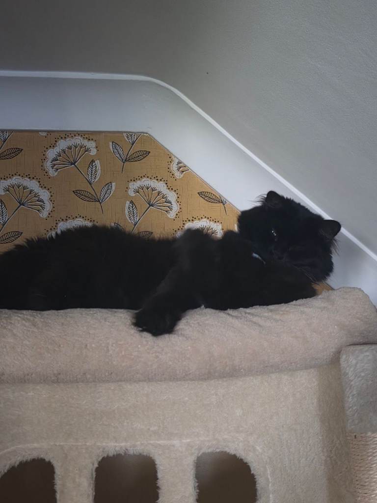 Binx looking new home 
