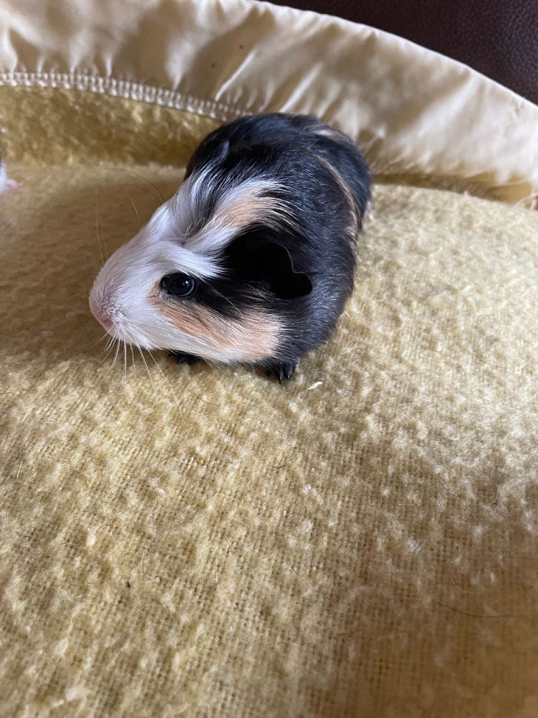 Baby guinea pigs