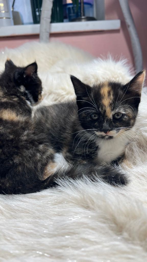 Kittens for sale 