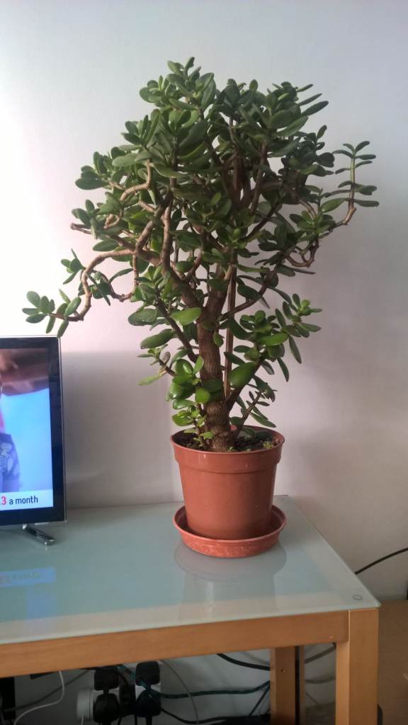 22-23 Years Old Money Tree/Jade Plant Succulent Bonsai.