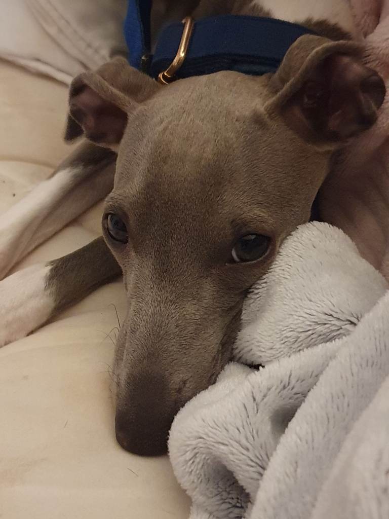 Italian greyhound 7 month old pup