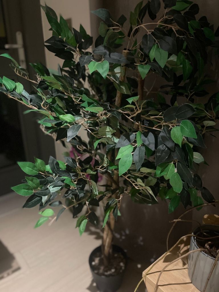 Artificial ficus tree 