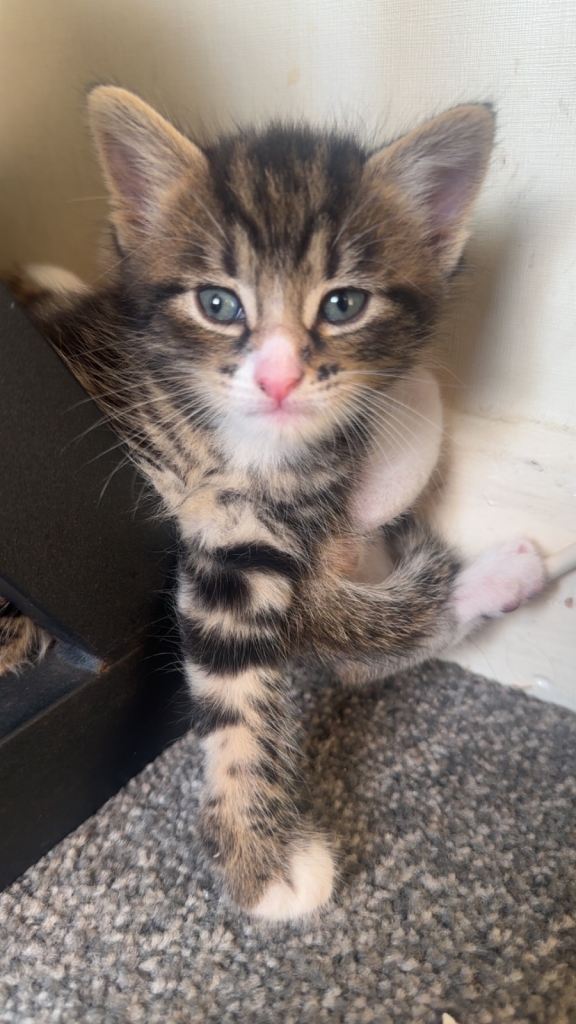 Kittens 