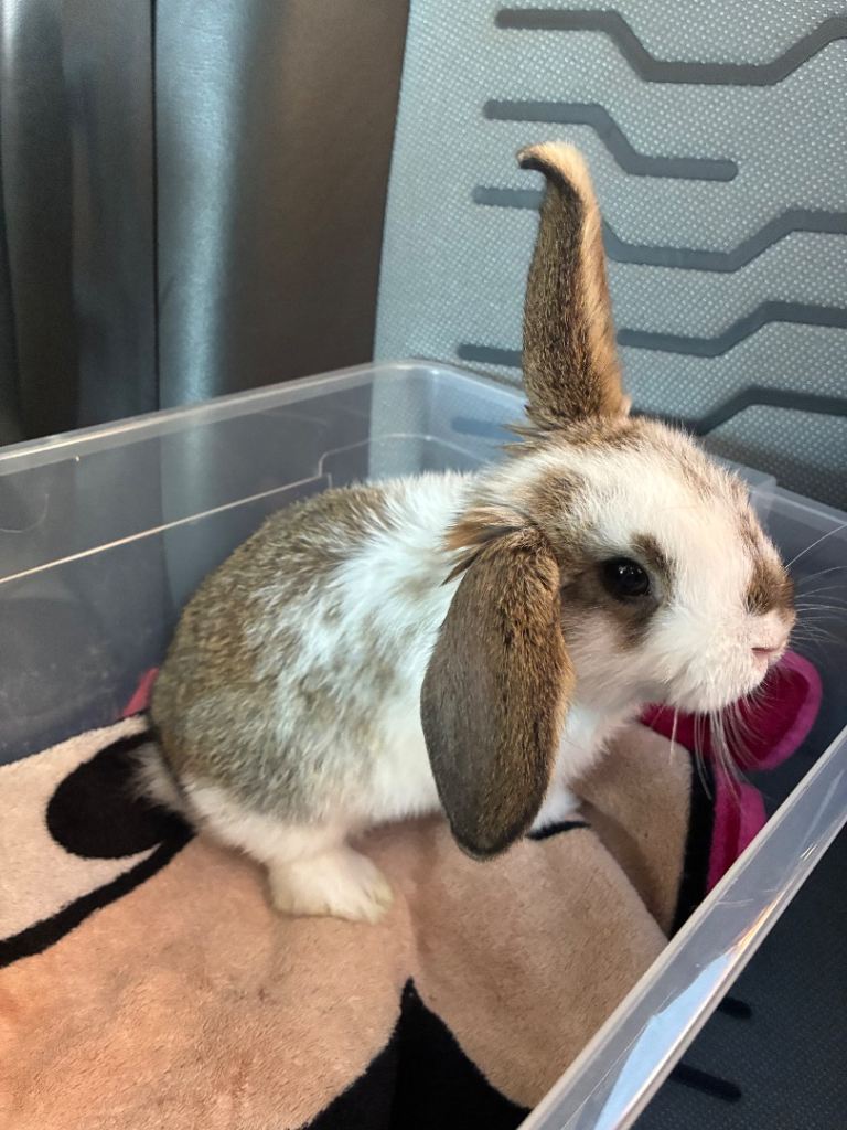 baby purebred mini lop male 