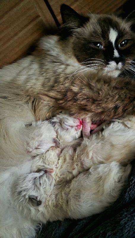 Pure Ragdoll kittens 