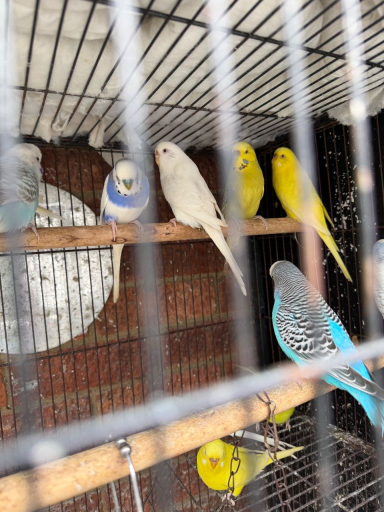 Budgies for sale 