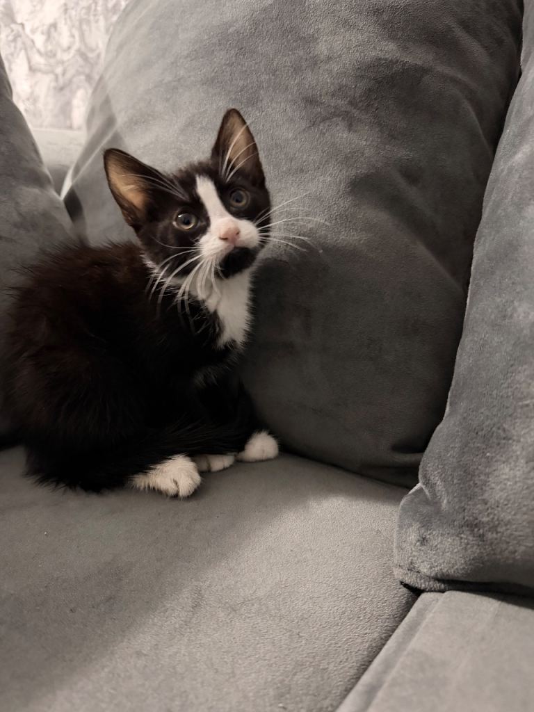 🐾 Last Kitten Looking for Her Forever Home 🏡❤️