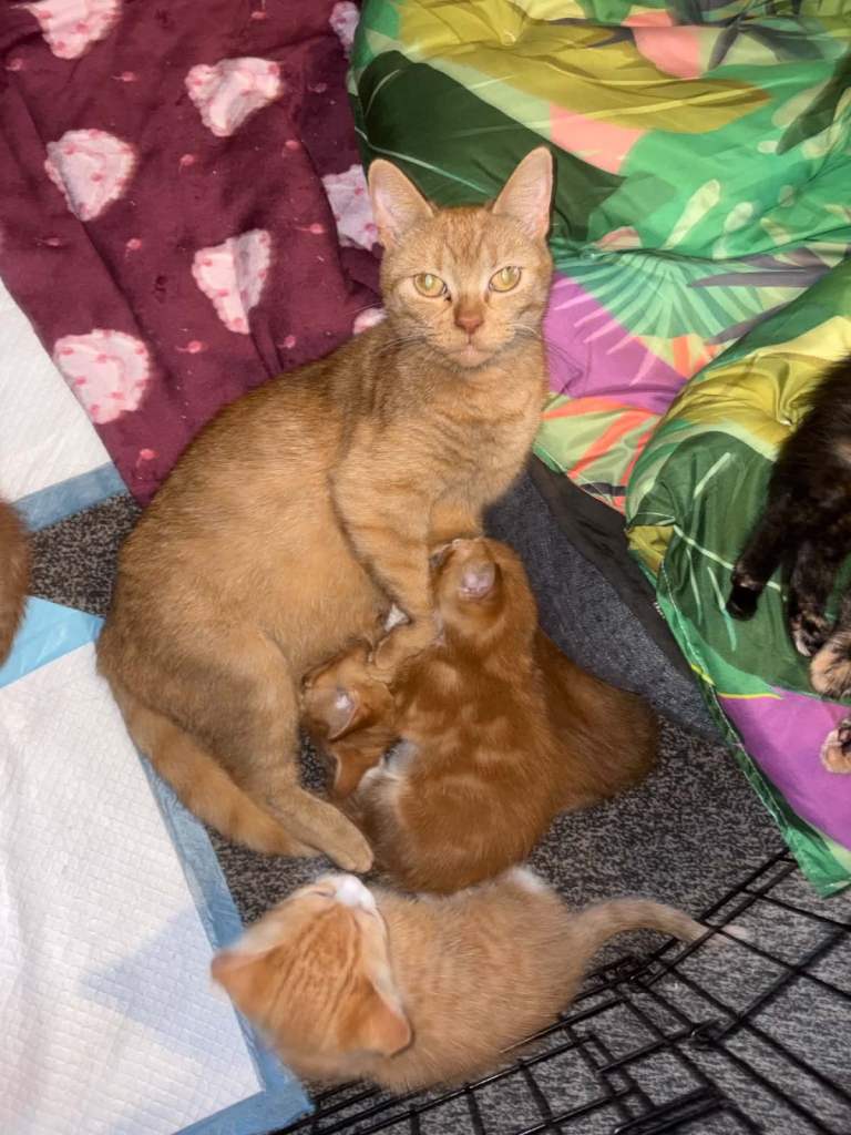Gorgeous Kittens ALL NOW HAVE HOMES 