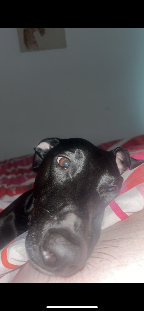 Hugo looking for his forever home