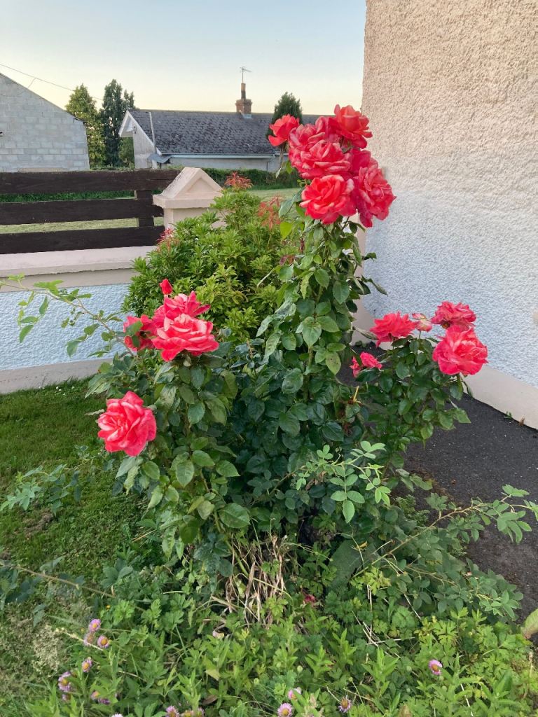 Roses for sale 
