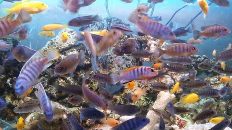 Stunning Colourful Malawi Tropical Cichlids Various types available £4 to £12