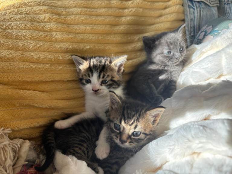 Beautiful kittens